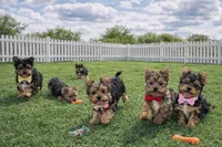 Daisy, a female Yorkshire Terrier for sale in Atlanta, GA – Photo 4 of 7