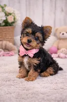 Daisy, a female Yorkshire Terrier for sale in Atlanta, GA – Photo 3 of 7