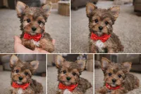 Teddy, a male Yorkshire Terrier for sale in Atlanta, GA – Photo 5 of 8