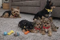 Teddy, a male Yorkshire Terrier for sale in Atlanta, GA – Photo 4 of 8