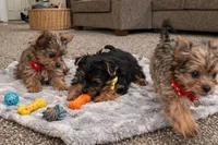 Teddy, a male Yorkshire Terrier for sale in Atlanta, GA – Photo 7 of 8