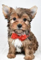 Teddy, a male Yorkshire Terrier for sale in Atlanta, GA – Photo 2 of 8