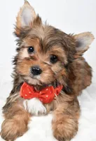 Teddy, a male Yorkshire Terrier for sale in Atlanta, GA – Photo 1 of 8