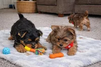 Teddy, a male Yorkshire Terrier for sale in Atlanta, GA – Photo 6 of 8