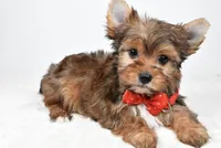 Teddy, a male Yorkshire Terrier for sale in Atlanta, GA – Photo 3 of 8