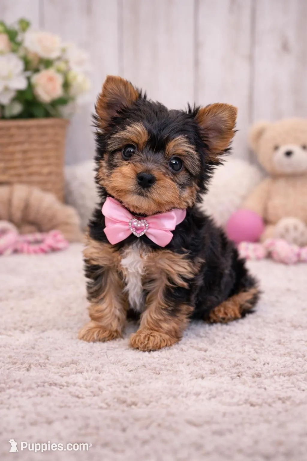 Daisy – Yorkshire Terrier puppy for sale in Atlanta, GA