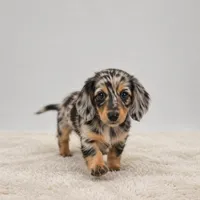 Atlas, a male Miniature Dachshund for sale in Atlanta, GA – Photo 3 of 10