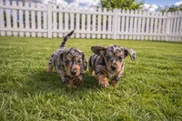 Atlas, a male Miniature Dachshund for sale in Atlanta, GA – Photo 8 of 10