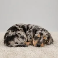 Atlas, a male Miniature Dachshund for sale in Atlanta, GA – Photo 5 of 10