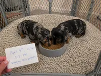 Atlas, a male Miniature Dachshund for sale in Atlanta, GA – Photo 10 of 10