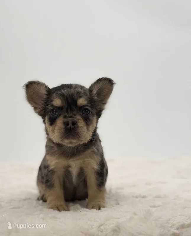 Chanel – French Bulldog puppy for sale in Atlanta, GA