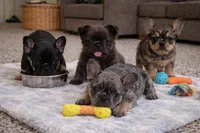 Chanel, a female French Bulldog for sale in Atlanta, GA – Photo 8 of 8