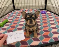 Chanel, a female French Bulldog for sale in Atlanta, GA – Photo 6 of 8