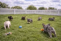 Chanel, a female French Bulldog for sale in Atlanta, GA – Photo 7 of 8