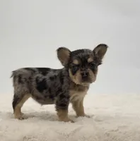 Chanel, a female French Bulldog for sale in Atlanta, GA – Photo 3 of 8