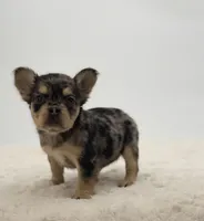 Chanel, a female French Bulldog for sale in Atlanta, GA – Photo 4 of 8