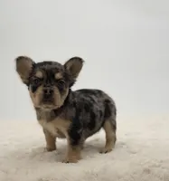 Chanel, a female French Bulldog for sale in Atlanta, GA – Photo 2 of 8