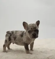 Maverick , a male French Bulldog for sale in Atlanta, GA – Photo 2 of 7