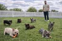 Maverick , a male French Bulldog for sale in Atlanta, GA – Photo 7 of 7