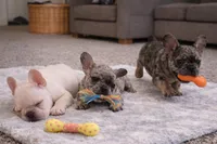 Maverick , a male French Bulldog for sale in Atlanta, GA – Photo 6 of 7