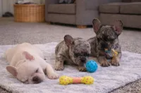 Maverick , a male French Bulldog for sale in Atlanta, GA – Photo 5 of 7