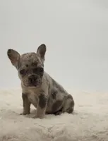 Maverick , a male French Bulldog for sale in Atlanta, GA – Photo 4 of 7