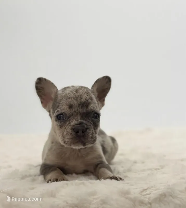 Maverick  – French Bulldog puppy for sale in Atlanta, GA