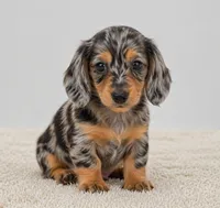 Willow, a female Miniature Dachshund for sale in Atlanta, GA – Photo 3 of 10