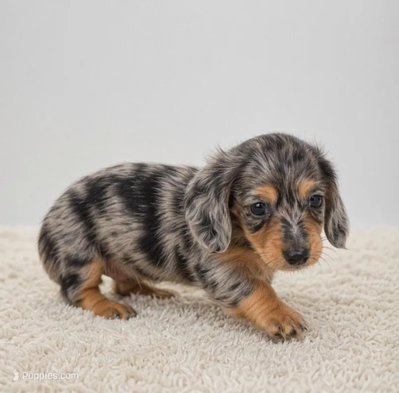 Willow – Miniature Dachshund puppy for sale in Atlanta, GA