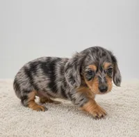 Willow, a female Miniature Dachshund for sale in Atlanta, GA – Photo 1 of 10