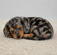 Willow, a female Miniature Dachshund for sale in Atlanta, GA – Photo 4 of 10