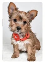 Princess, a female Yorkshire Terrier for sale in Atlanta, GA – Photo 2 of 8
