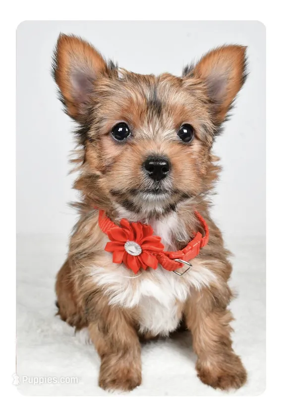 Princess – Yorkshire Terrier puppy for sale in Atlanta, GA