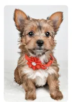 Princess, a female Yorkshire Terrier for sale in Atlanta, GA – Photo 1 of 8