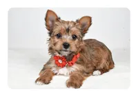 Princess, a female Yorkshire Terrier for sale in Atlanta, GA – Photo 4 of 8