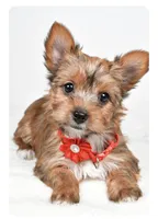 Princess, a female Yorkshire Terrier for sale in Atlanta, GA – Photo 3 of 8