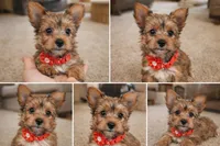 Princess, a female Yorkshire Terrier for sale in Atlanta, GA – Photo 6 of 8