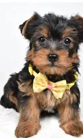 Zazu, a male Yorkshire Terrier for sale in Atlanta, GA – Photo 1 of 7