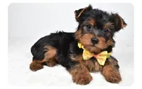 Zazu, a male Yorkshire Terrier for sale in Atlanta, GA – Photo 3 of 7