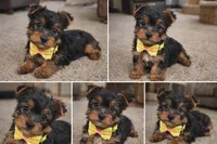 Zazu, a male Yorkshire Terrier for sale in Atlanta, GA – Photo 5 of 7