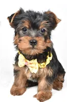 Zazu, a male Yorkshire Terrier for sale in Atlanta, GA – Photo 2 of 7