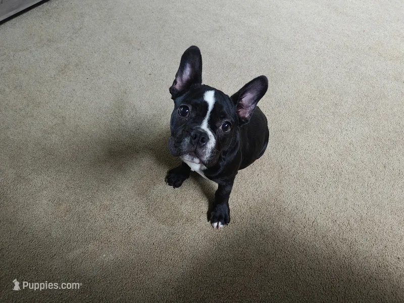 Blade – Frenchton puppy for sale in Atlanta, GA