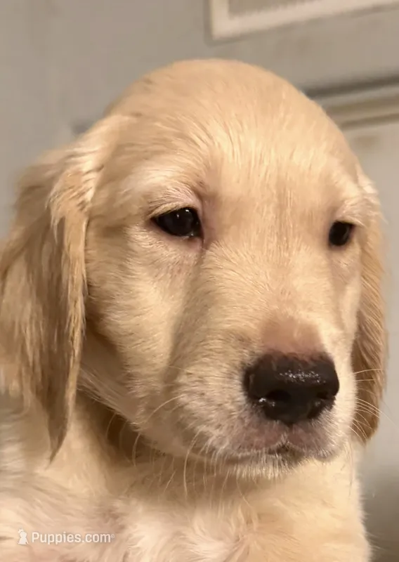 Maverick – Golden Retriever puppy for sale in Vail, AZ