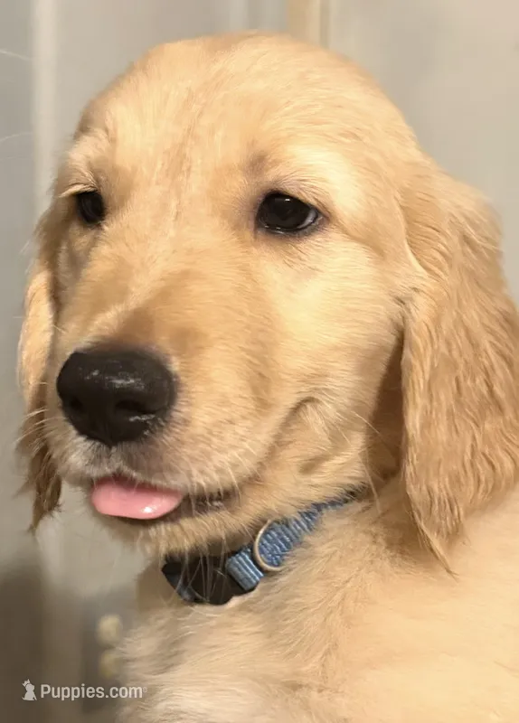 Avery – Golden Retriever puppy for sale in Vail, AZ