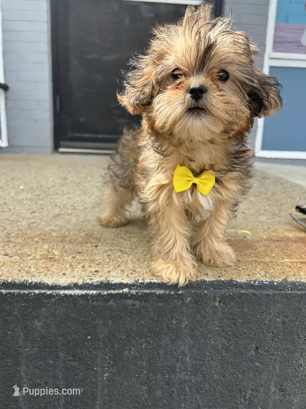 Sammy – Shorkie puppy for sale in Whitman, MA