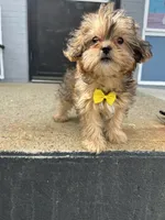 Sammy, a male Shorkie for sale in Whitman, MA – 1 of 3