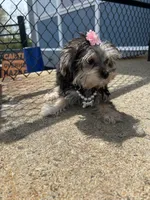 Ruby , a female Morkie for sale in Whitman, MA – 2 of 3