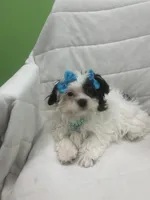 Melissa , a female Mal Shi for sale in Whitman, MA – Photo 3 of 3