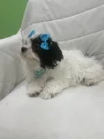 Melissa , a female Mal Shi for sale in Whitman, MA – Photo 2 of 3