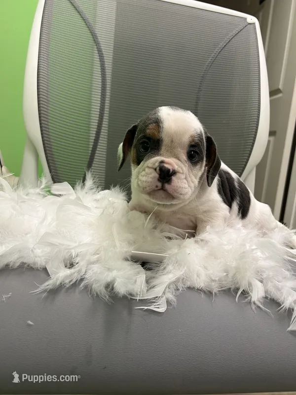 Moon – English Bulldog puppy for sale in Whitman, MA